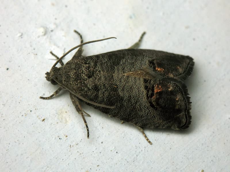 Cydia pomonella (Linnaeus, 1758)